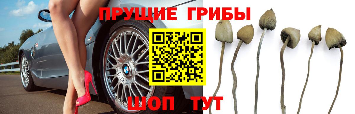 Псилоцибиновые грибы Psilocybe  Псилоцибиновые грибы Psilocybe  Набережные Челны  как найти наркотики  Вход с VPN 